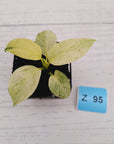 Homalomena sulcata ‘Cream Frost’ - SALE