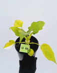 Philodendron warscewiczii Gold Variegata