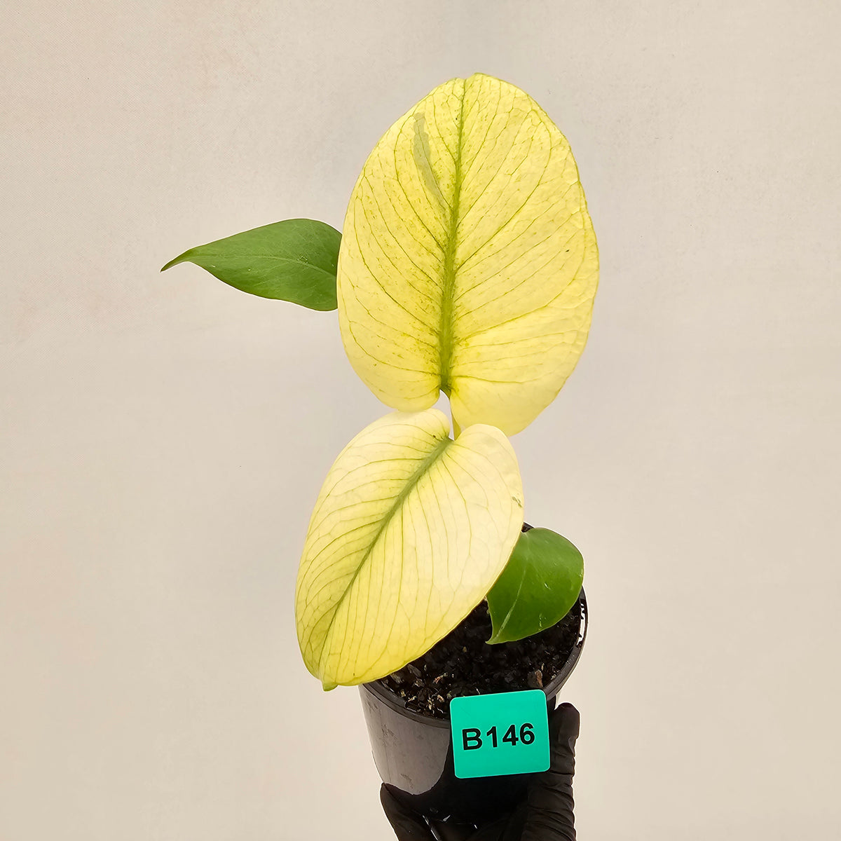 Monstera Deliciosa 'White Monster'