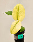 Monstera Deliciosa 'White Monster'