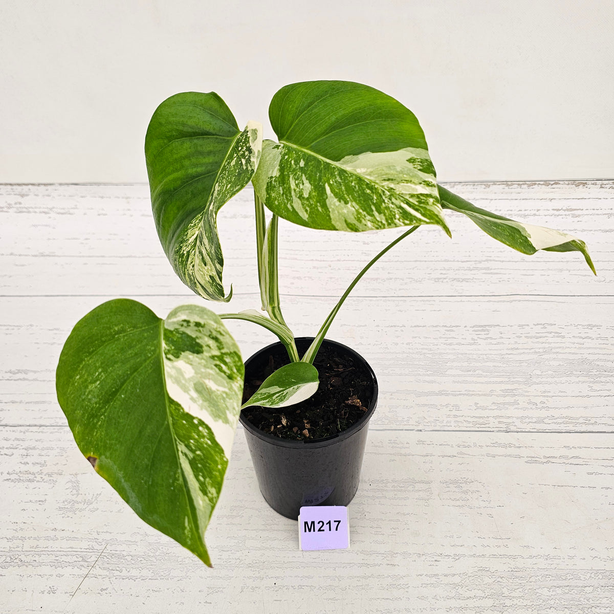 Monstera borsigiana 'Albo'