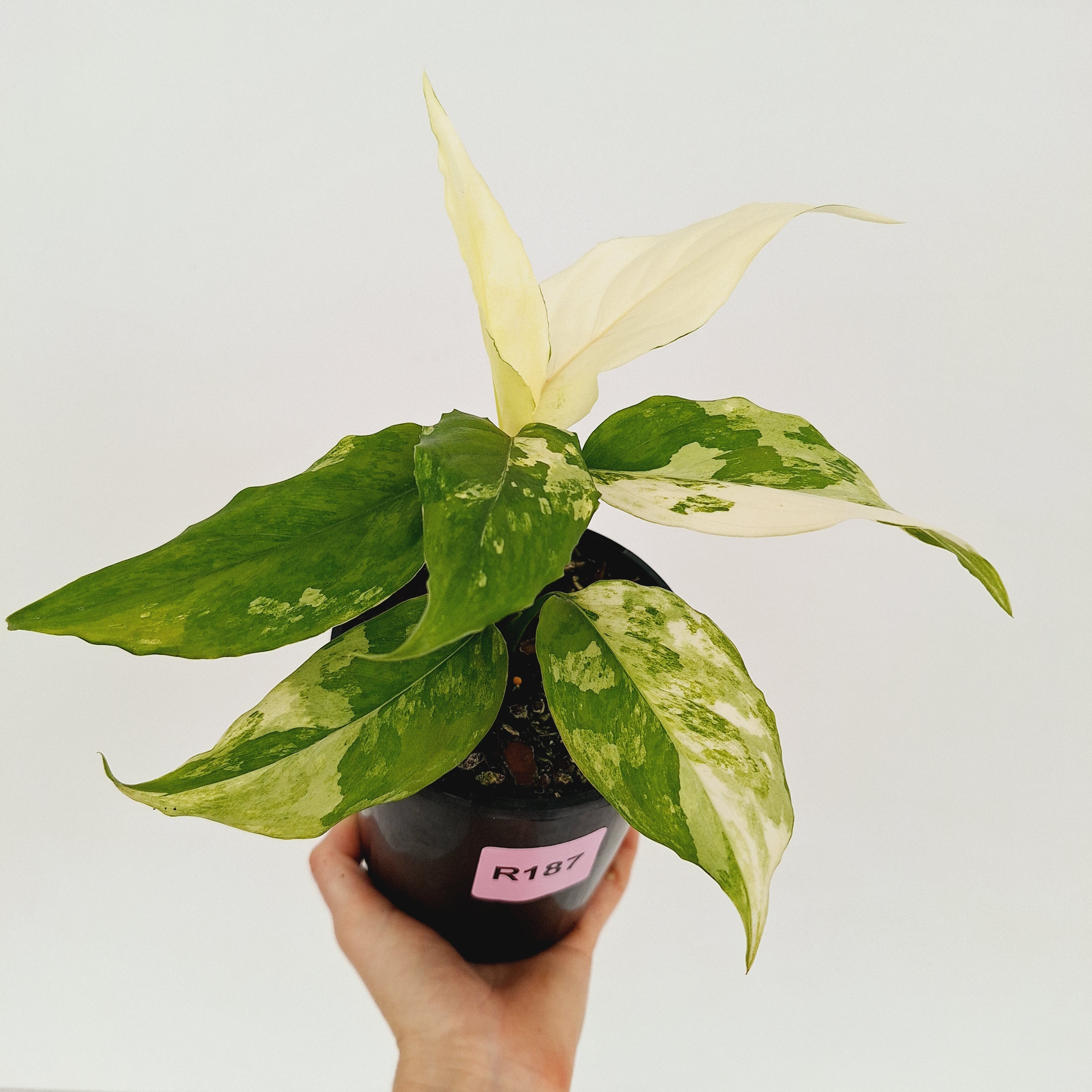 Aglaonema modestum variegata