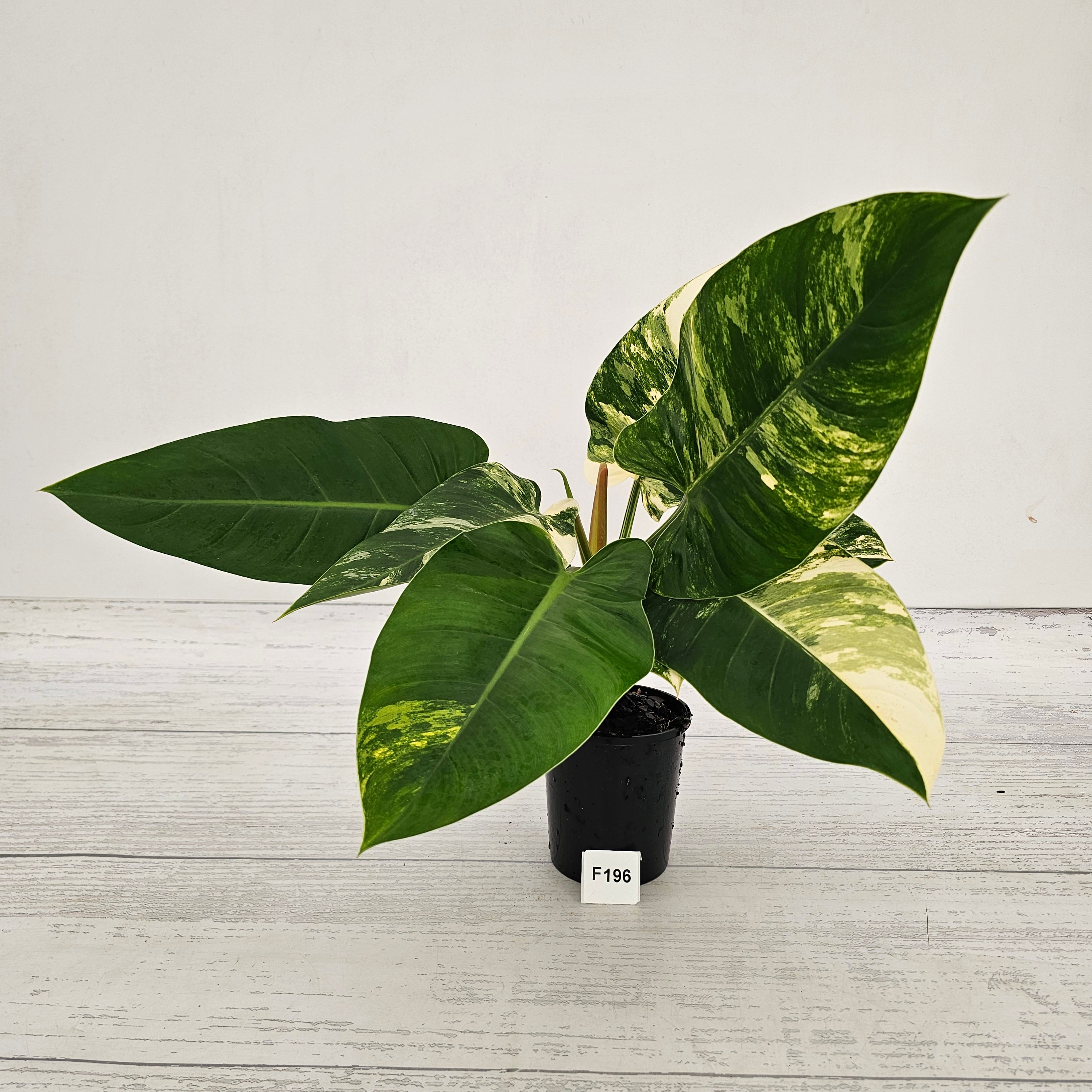 Philodendron imperial green variegata
