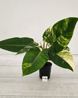 Philodendron imperial green variegata