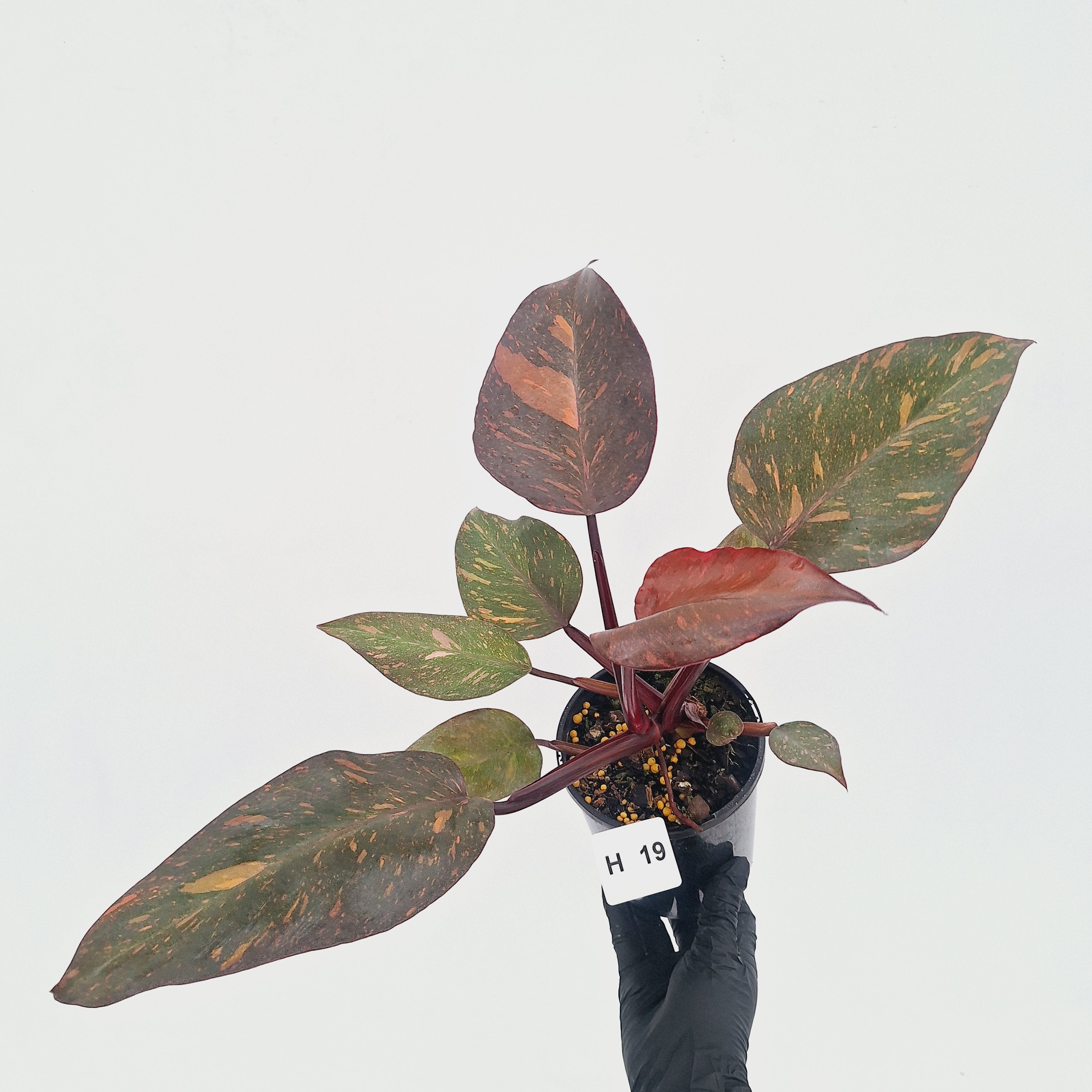 Philodendron 'Orange Princess' - FLASH SALE