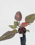 Philodendron 'Orange Princess' - FLASH SALE
