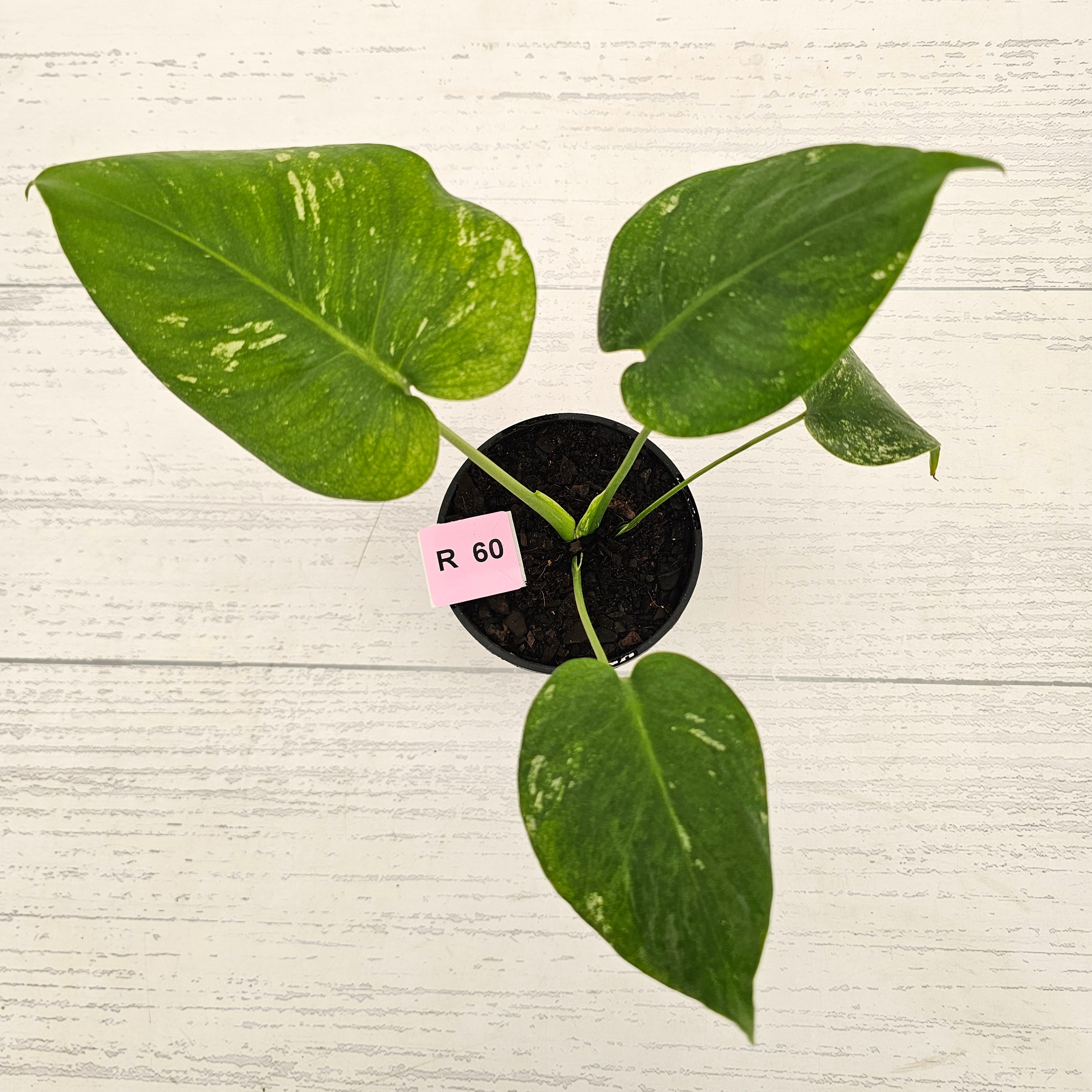 Monstera Deliciosa 'Mint' - SALE