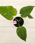 Monstera Deliciosa 'Mint' - SALE