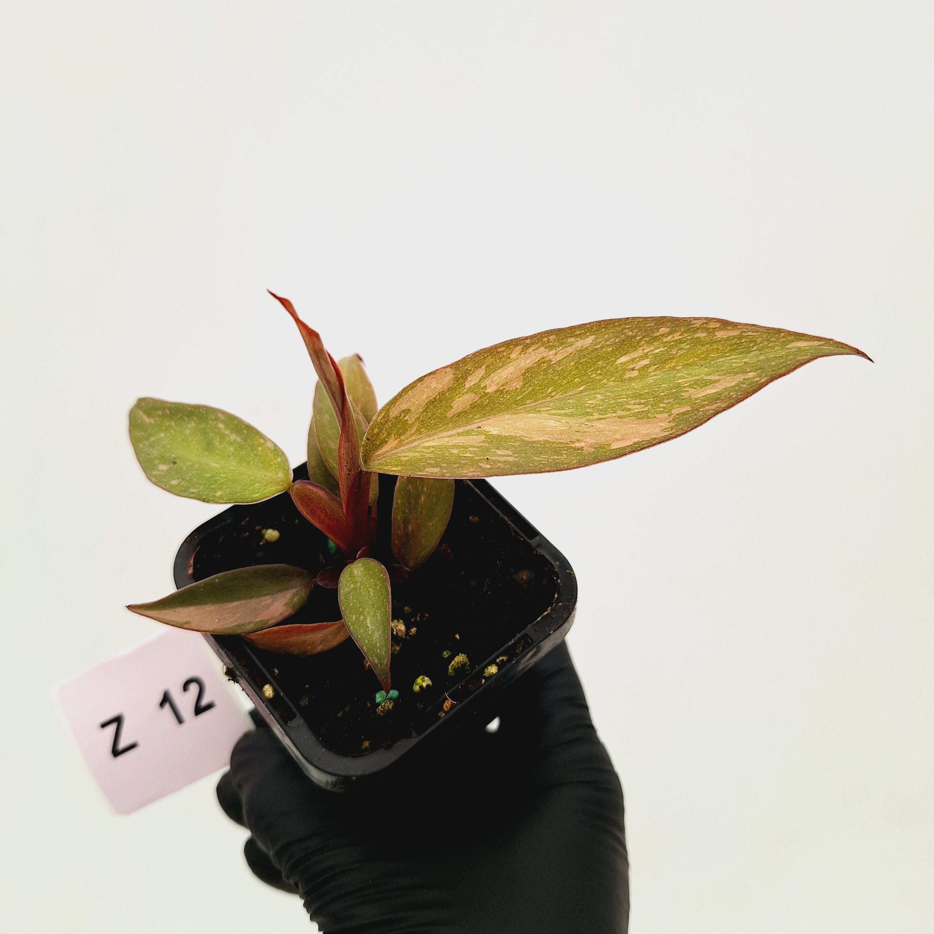 Philodendron &#39;Orange Princess&#39;