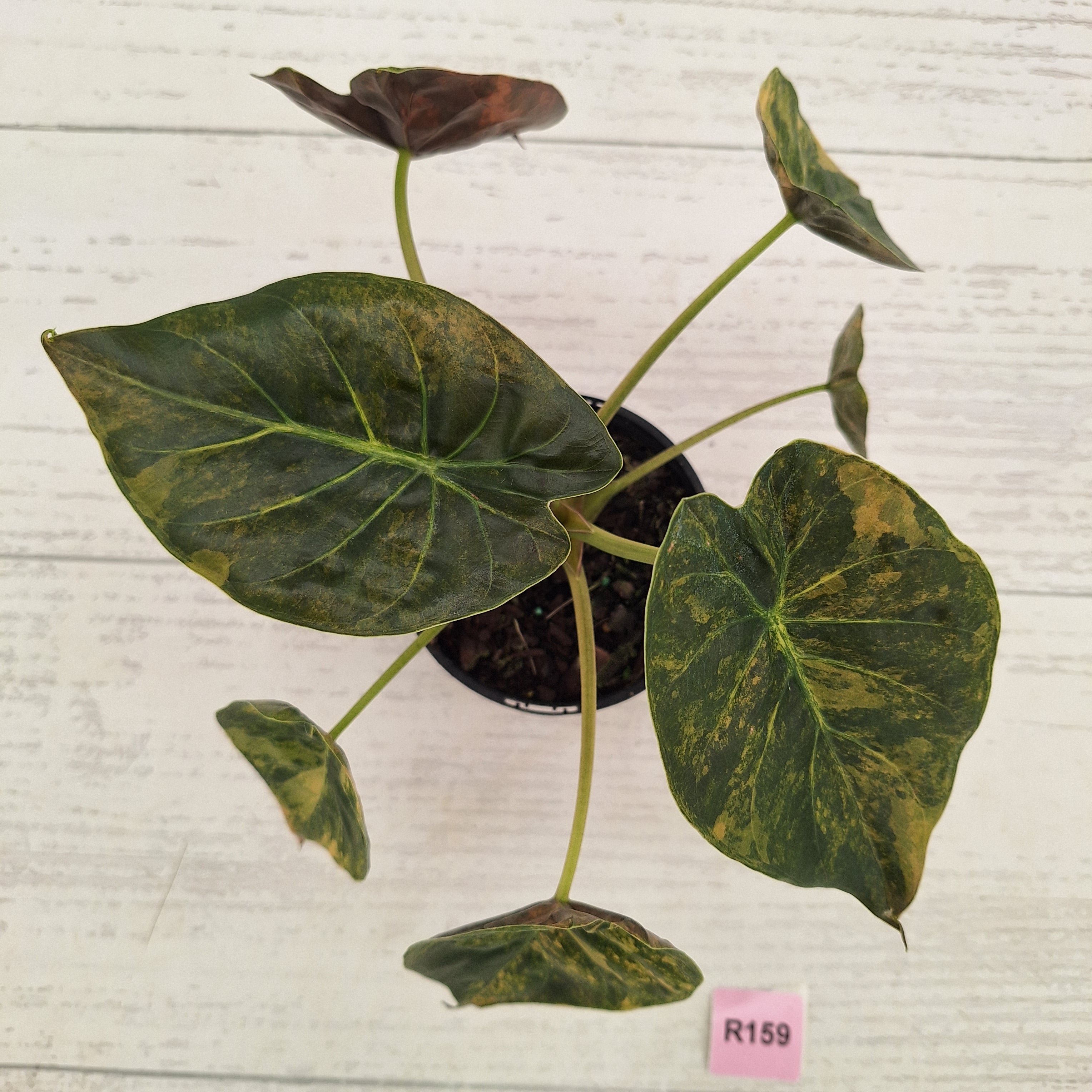 Alocasia ‘wentii’ Variegated - Sale
