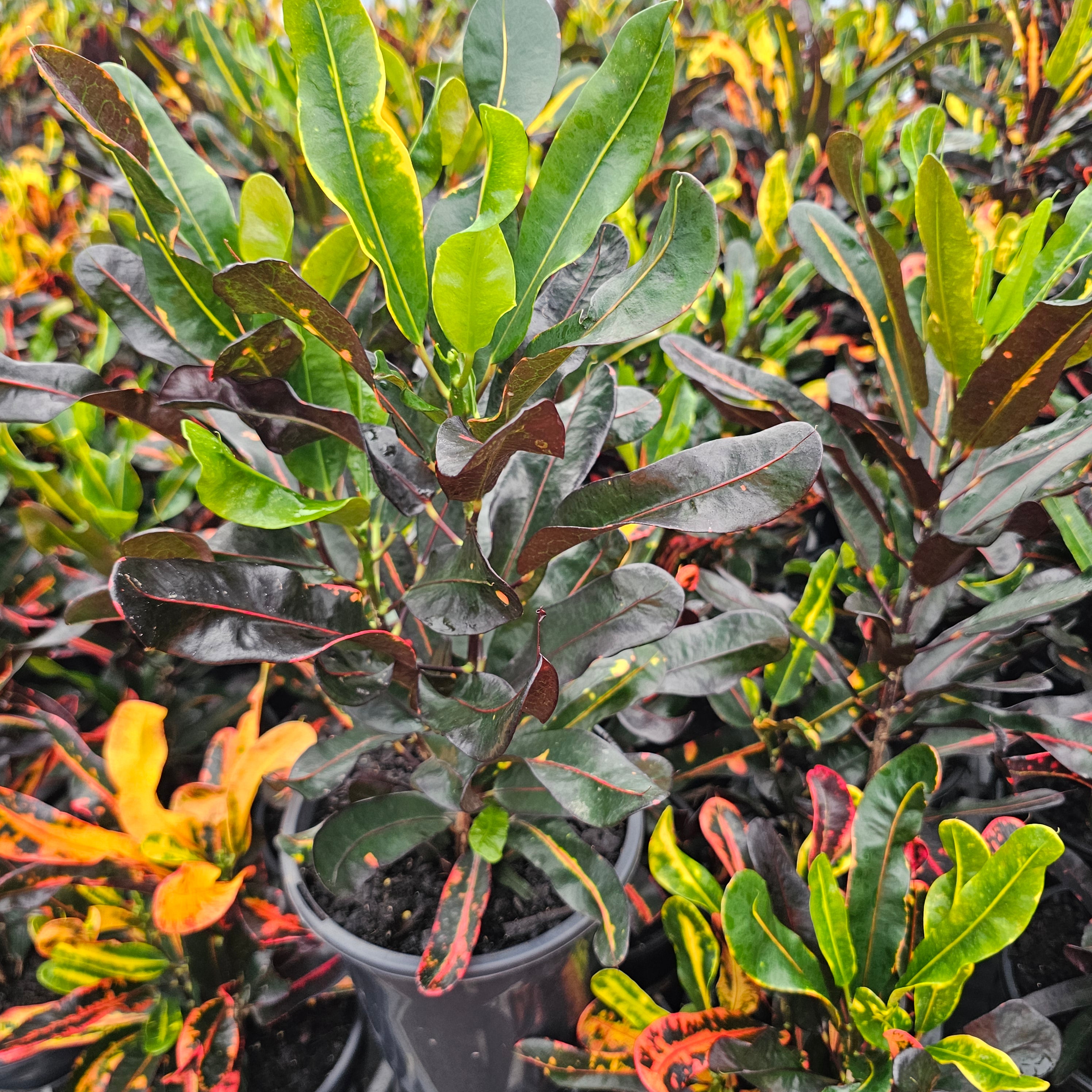 Codiaeum variegatum Croton Mammy