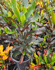 Codiaeum variegatum Croton Mammy