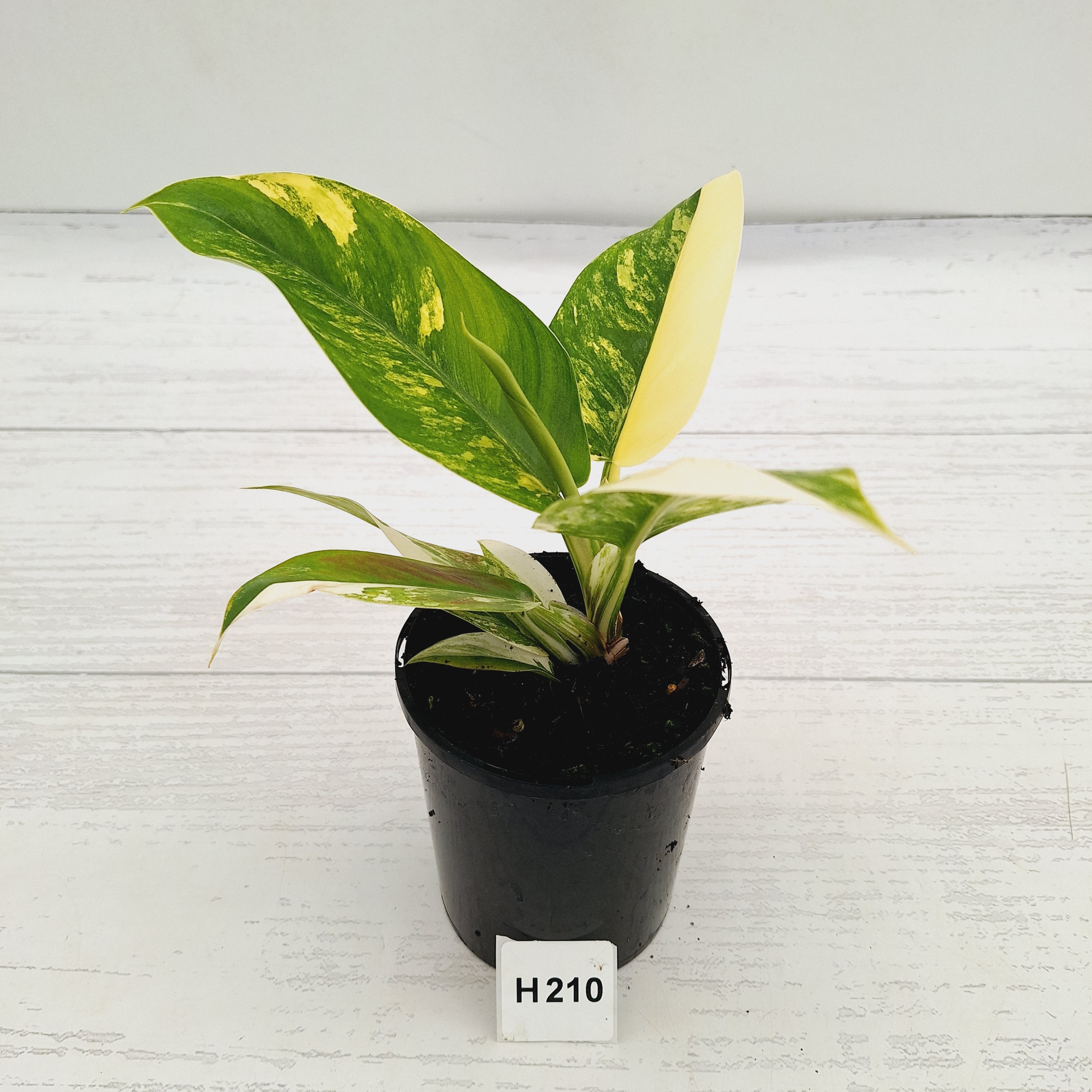 Philodendron imperial green variegata - SALE