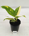 Philodendron imperial green variegata - SALE
