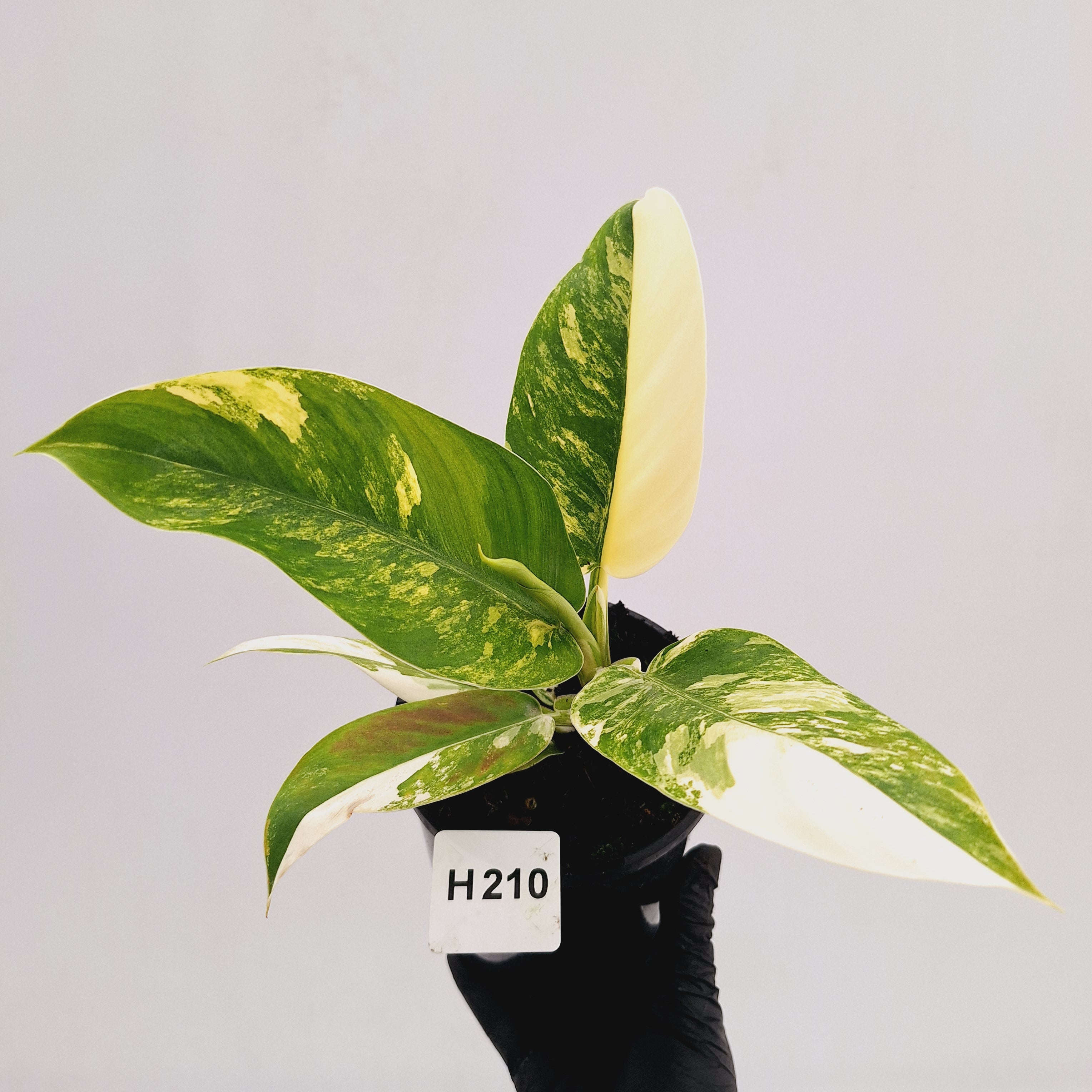 Philodendron imperial green variegata - SALE