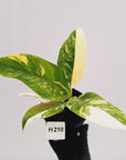 Philodendron imperial green variegata - SALE