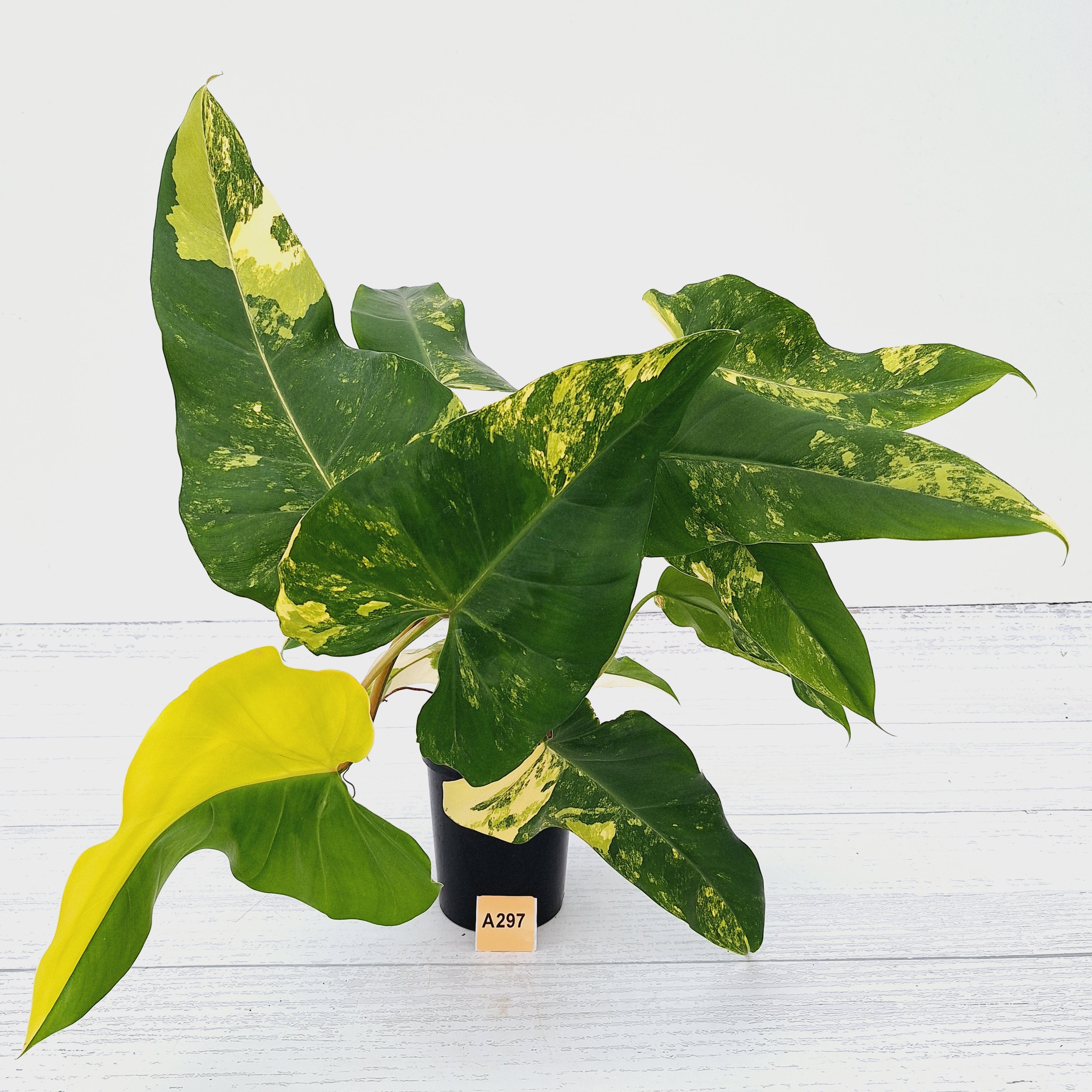 Philodendron domesticum variegata