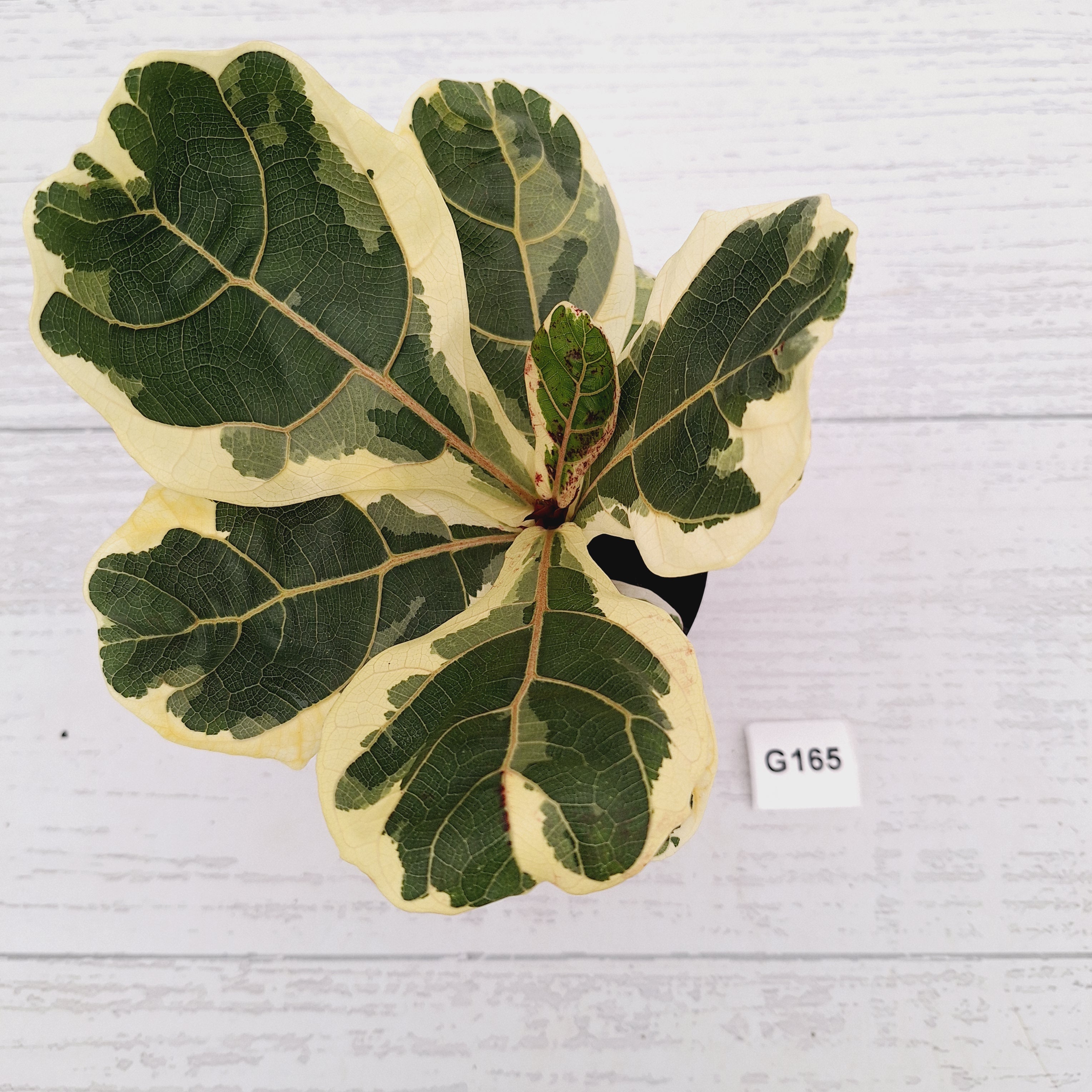 Ficus lyrata Variegata