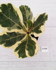 Ficus lyrata Variegata