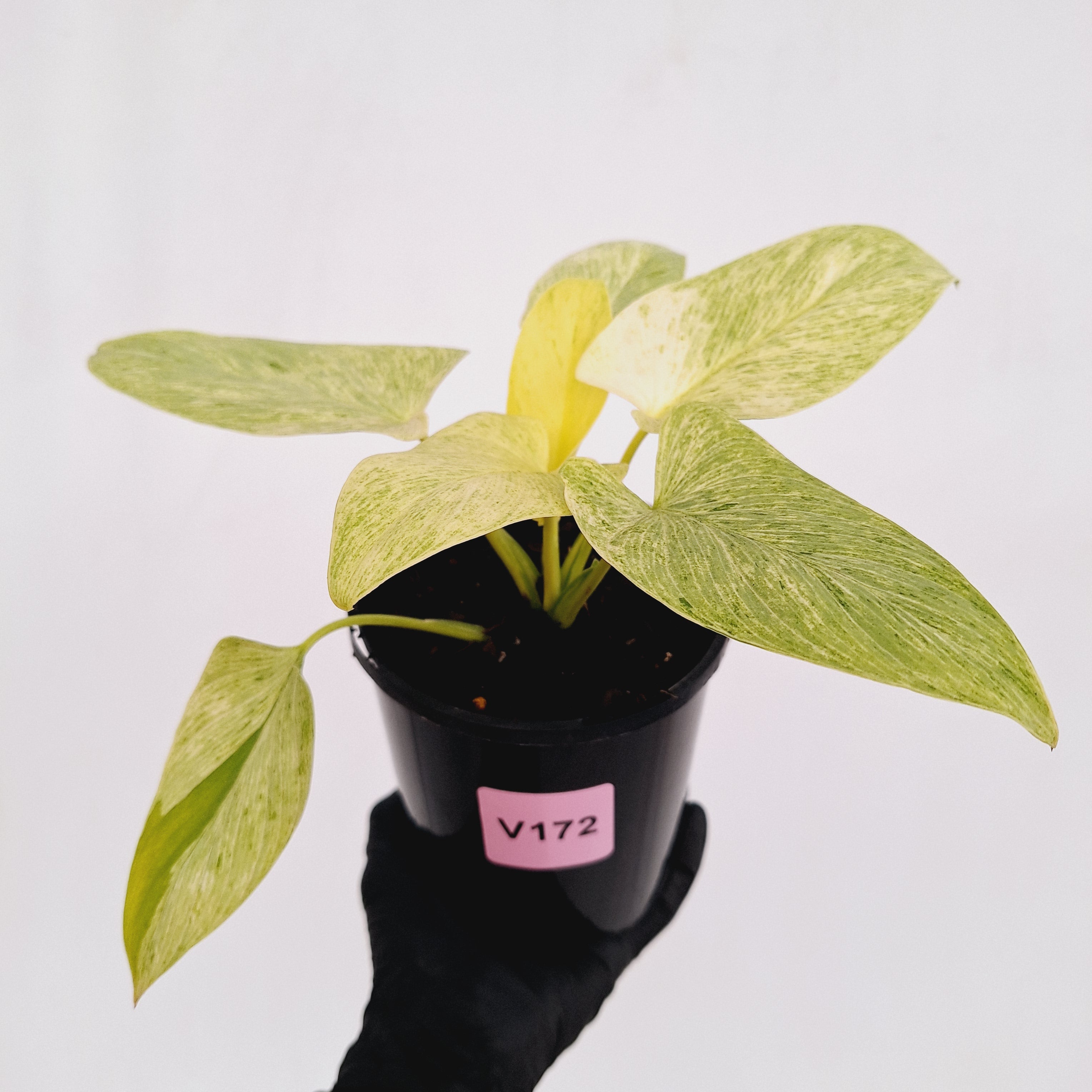 Homalomena sulcata ‘Cream Frost’ - SALE