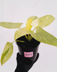 Homalomena sulcata ‘Cream Frost’ - SALE