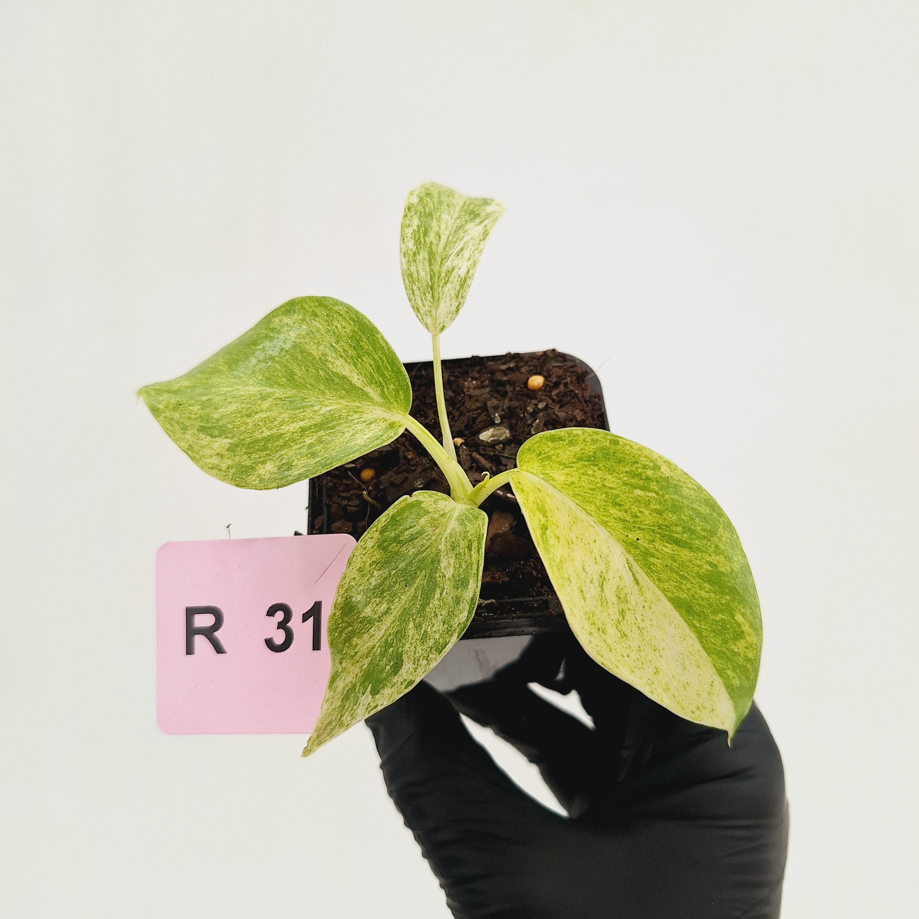 Philodendron giganteum Blizzard - SALE