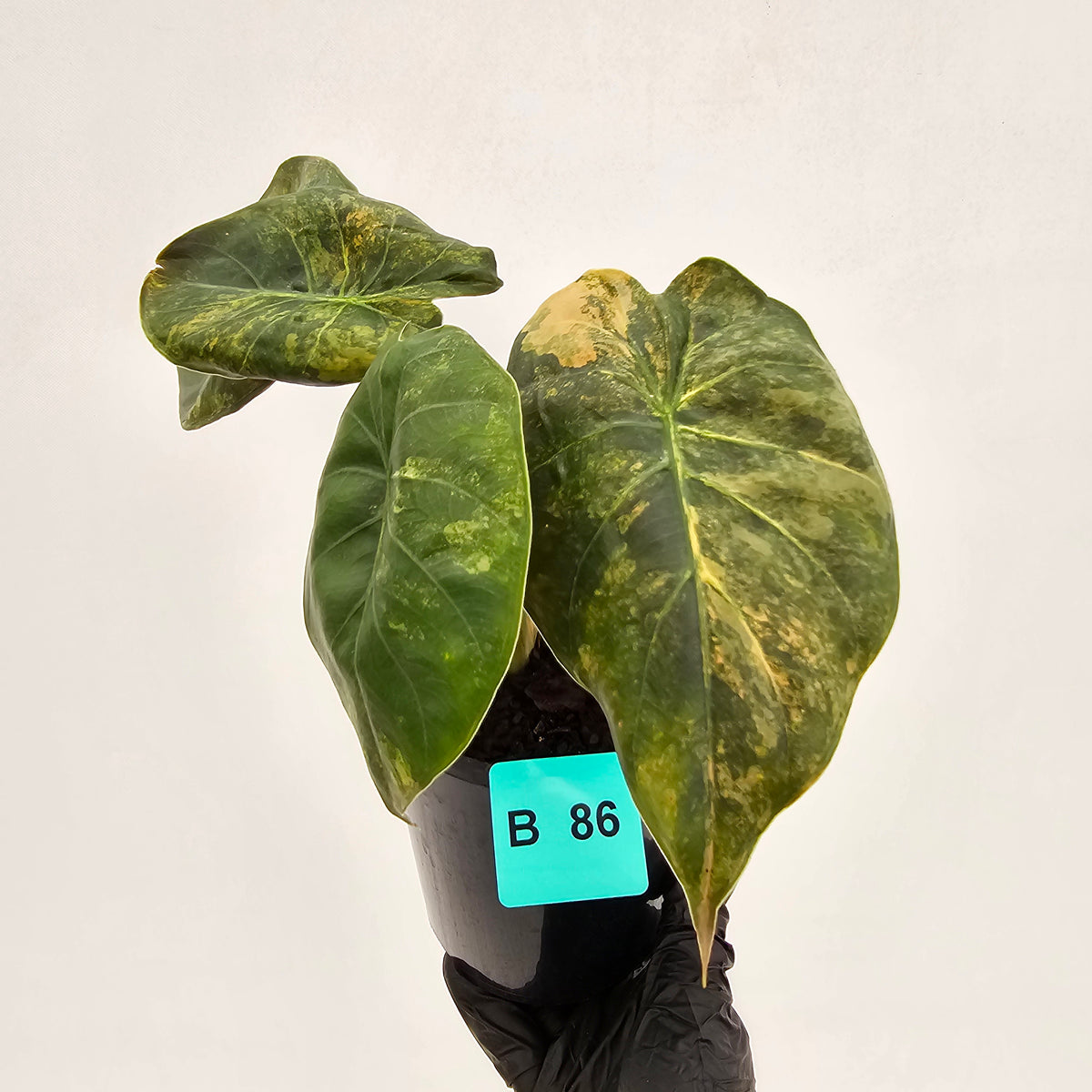 Alocasia ‘wentii’ Variegated - SALE