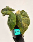 Alocasia ‘wentii’ Variegated - SALE