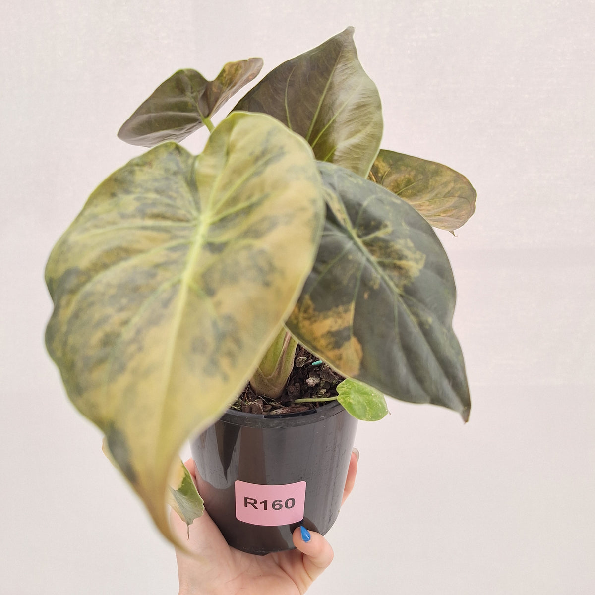 Alocasia ‘wentii’ Variegated - Sale
