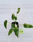 Alocasia Okinawa Silver