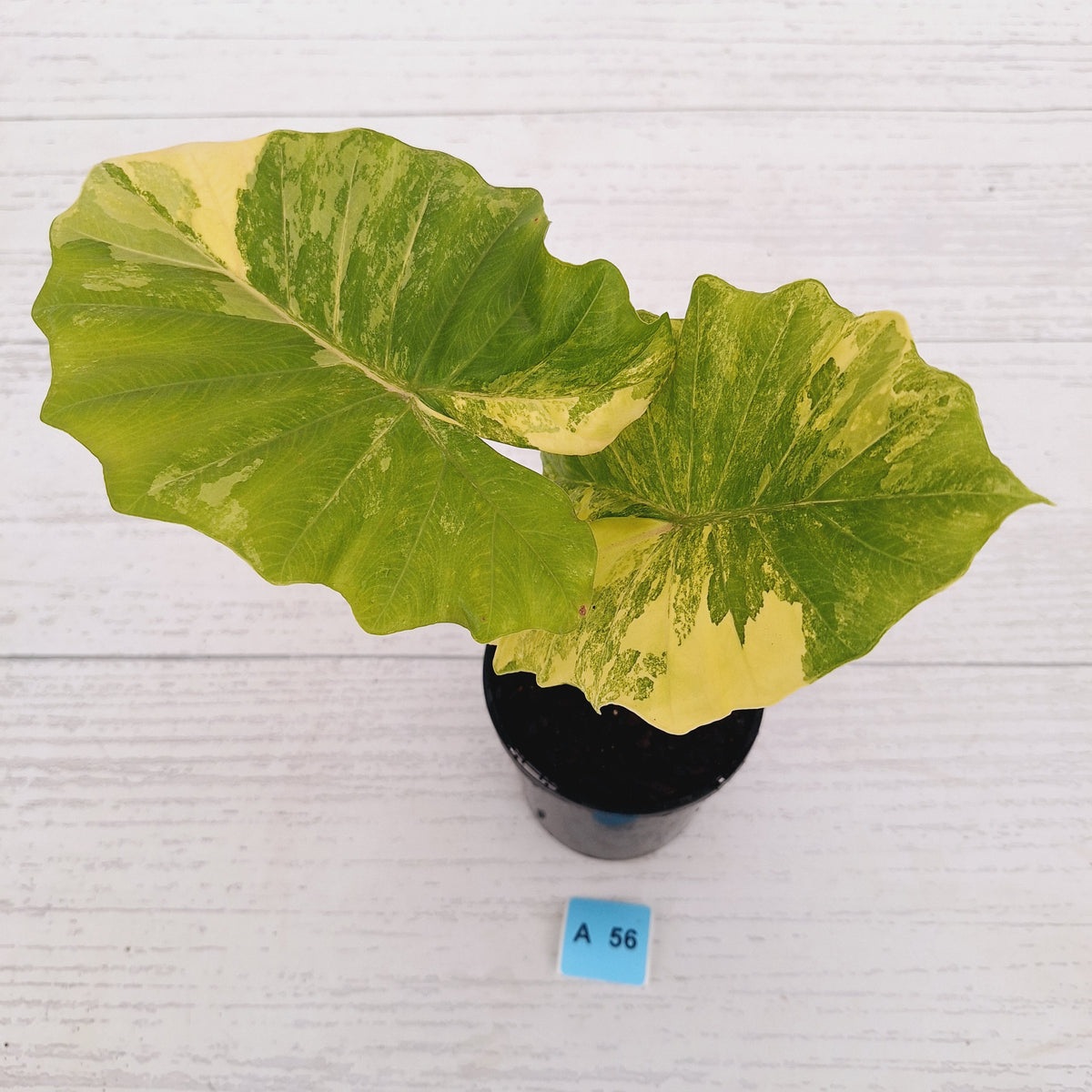 Alocasia Portora Variegata - SALE
