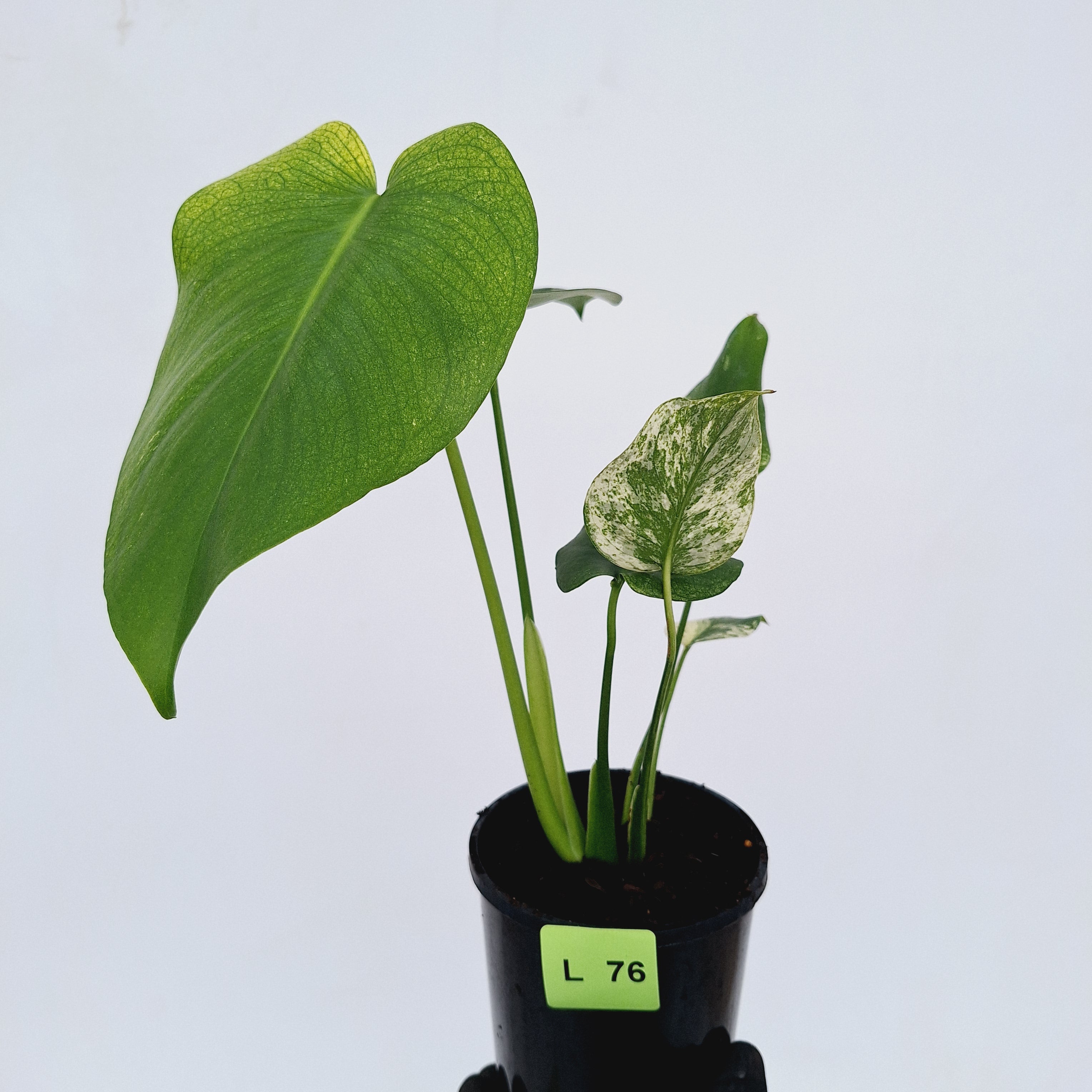 Monstera Deliciosa &#39;Mint&#39;