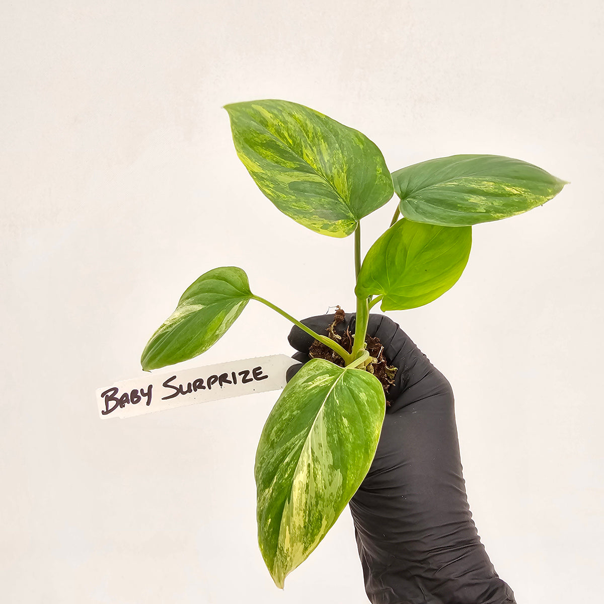 Homalomena rubescens Variegata - Bare Bottom Baby