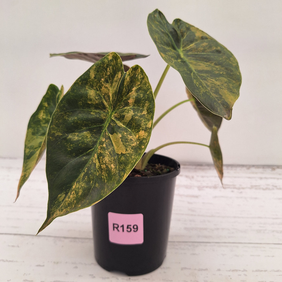 Alocasia ‘wentii’ Variegated - Sale