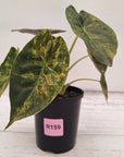 Alocasia ‘wentii’ Variegated - Sale