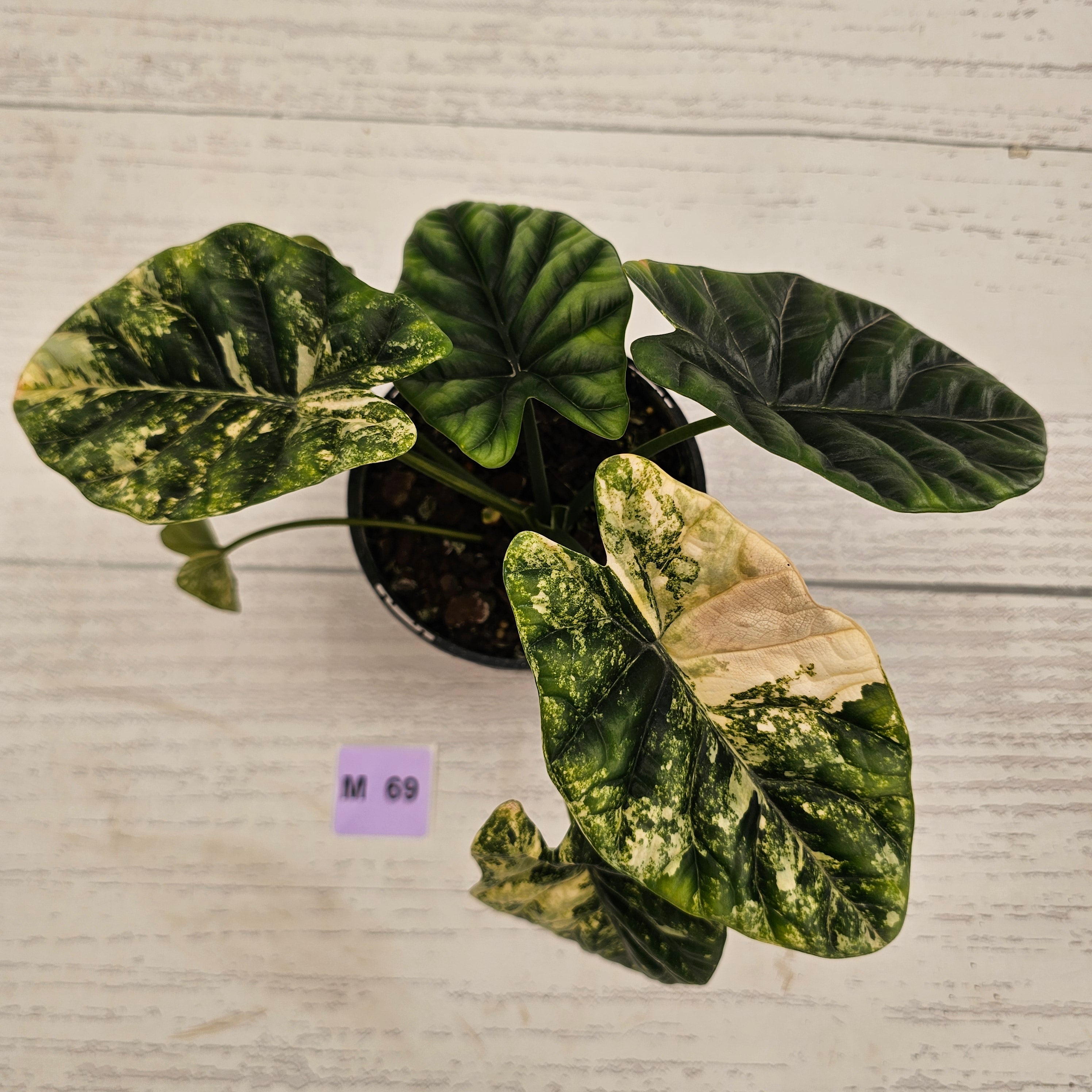 Alocasia sinuata Variegata