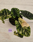 Alocasia sinuata Variegata