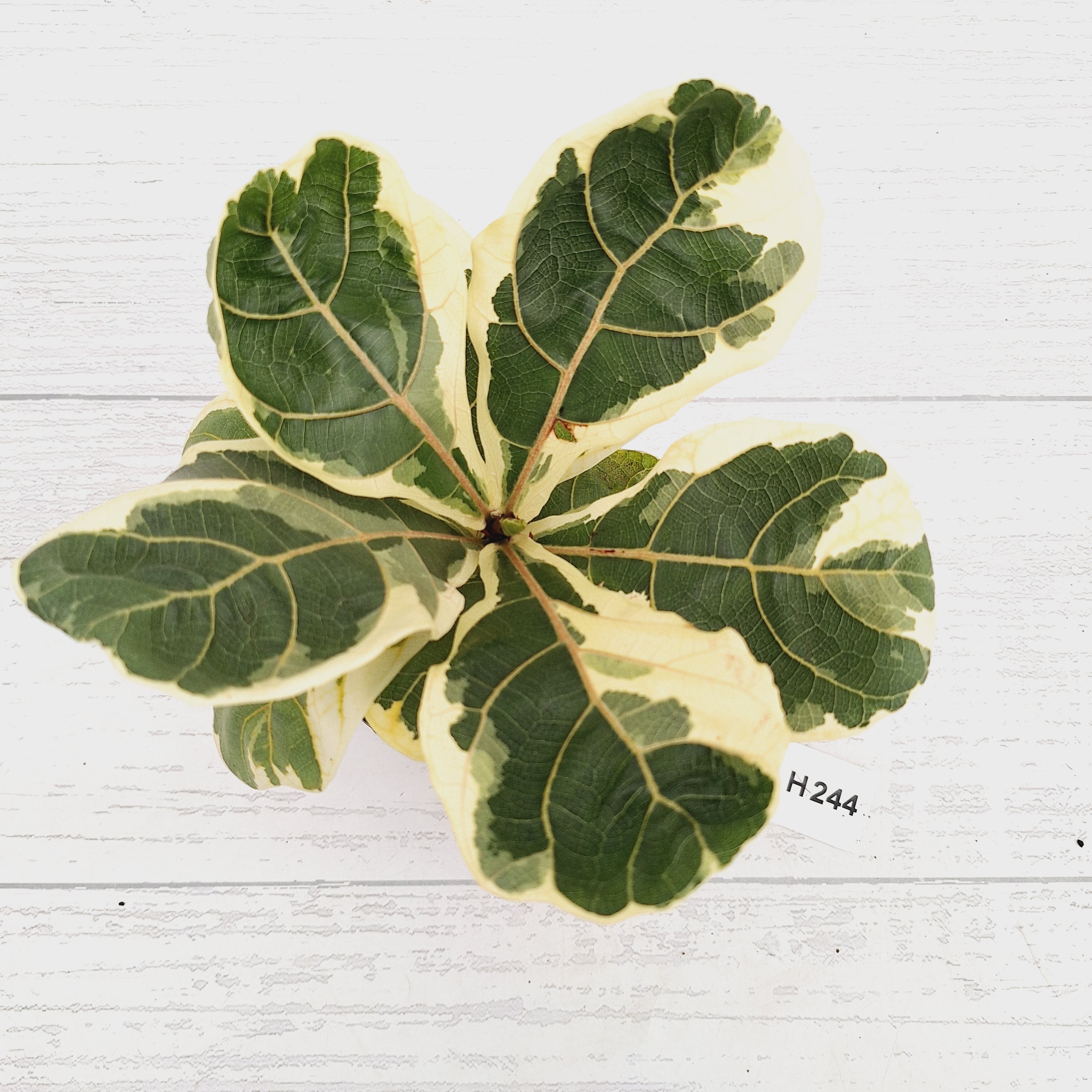 Ficus lyrata Variegata