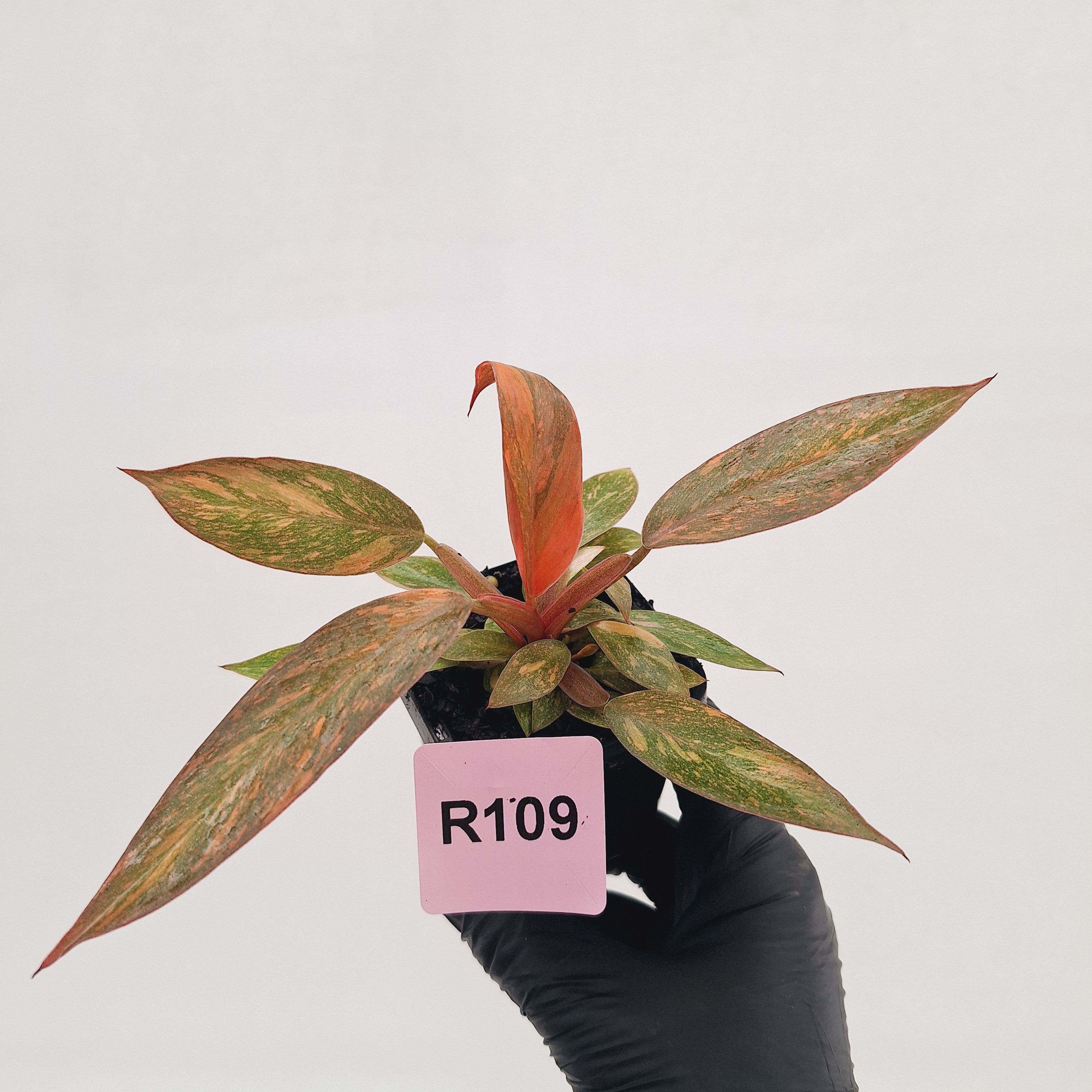 Philodendron 'Orange Princess' 70mm