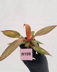 Philodendron 'Orange Princess' 70mm