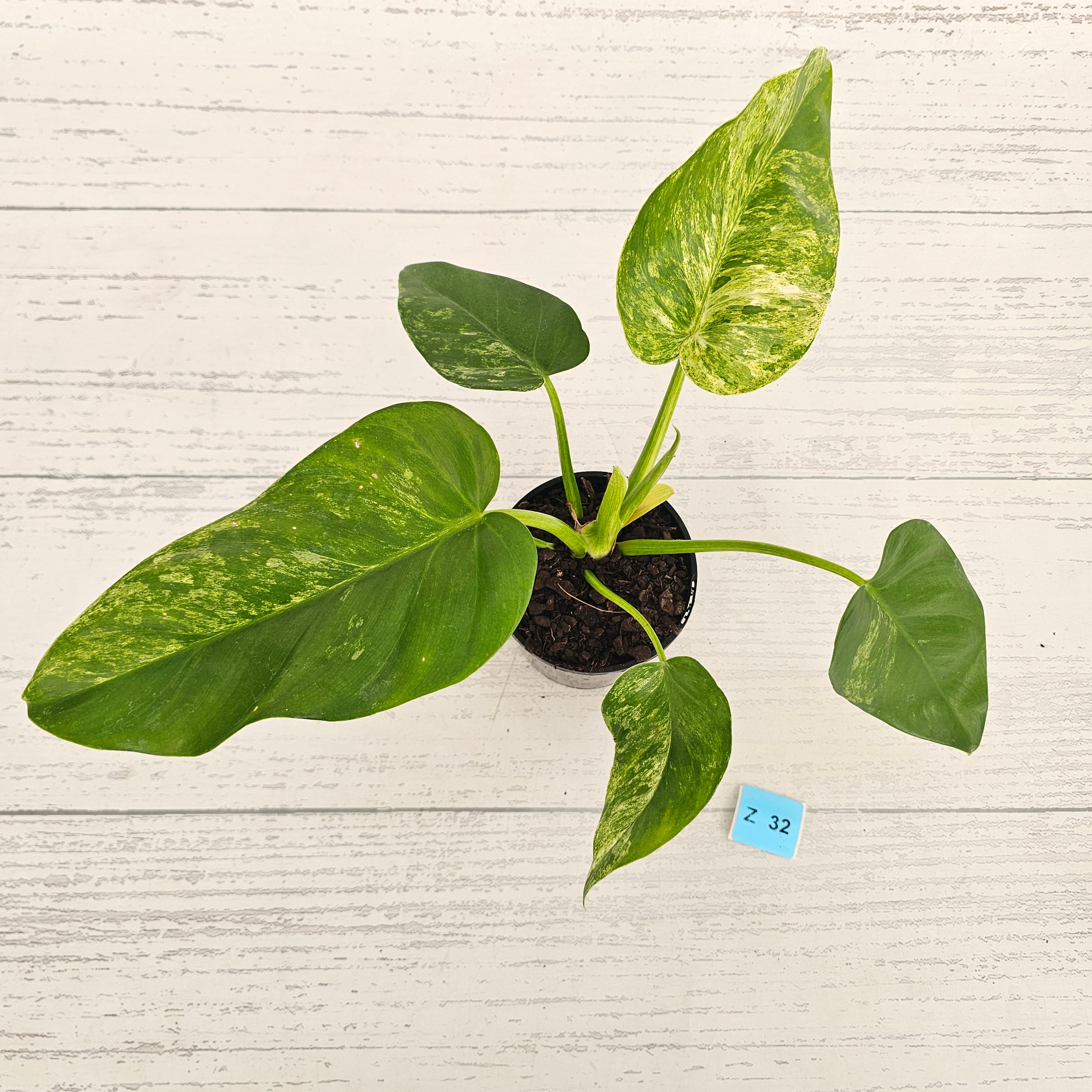 Philodendron giganteum Blizzard - SALE