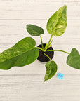 Philodendron giganteum Blizzard - SALE