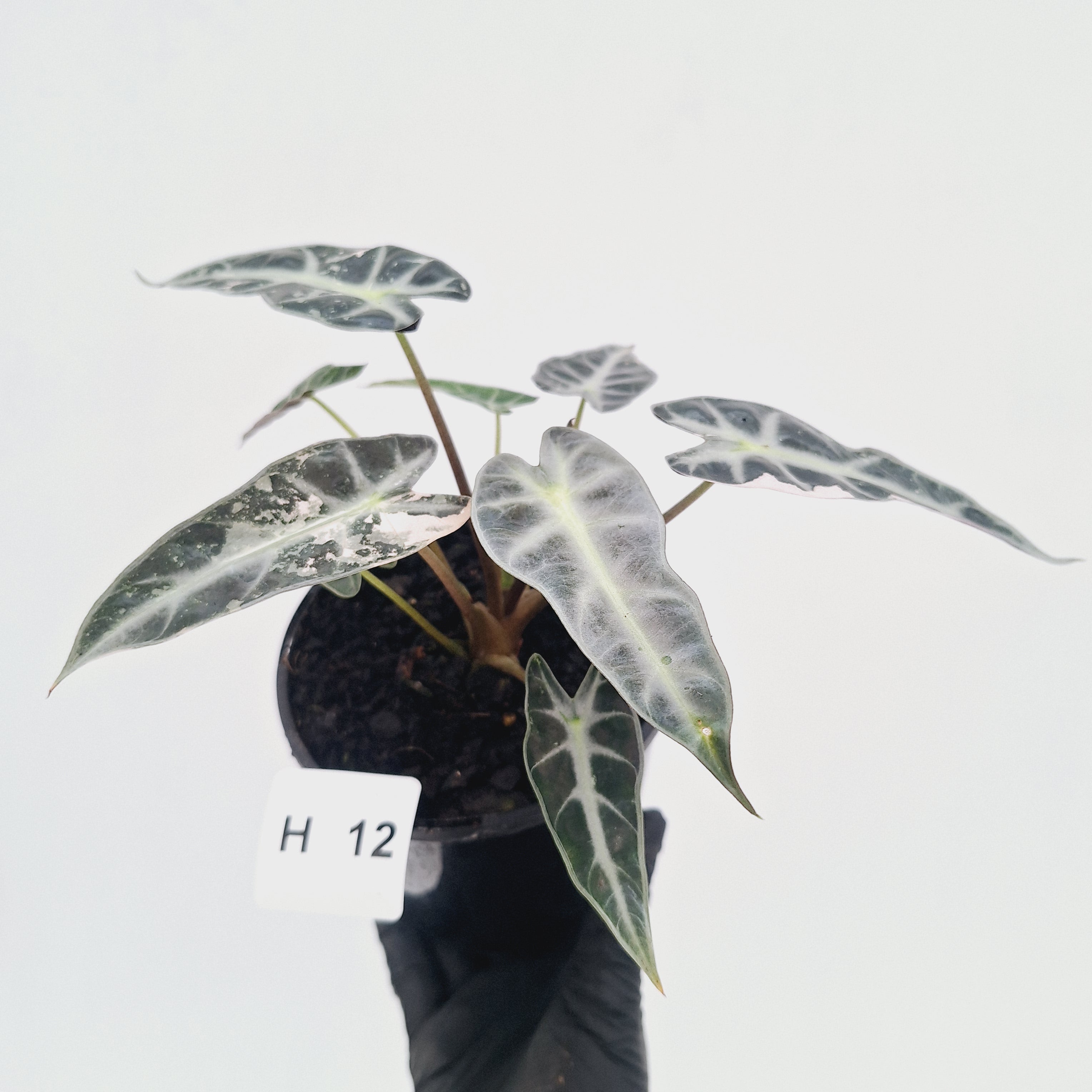 Alocasia Amazonica  bambino Variegata