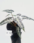 Alocasia Amazonica  bambino Variegata