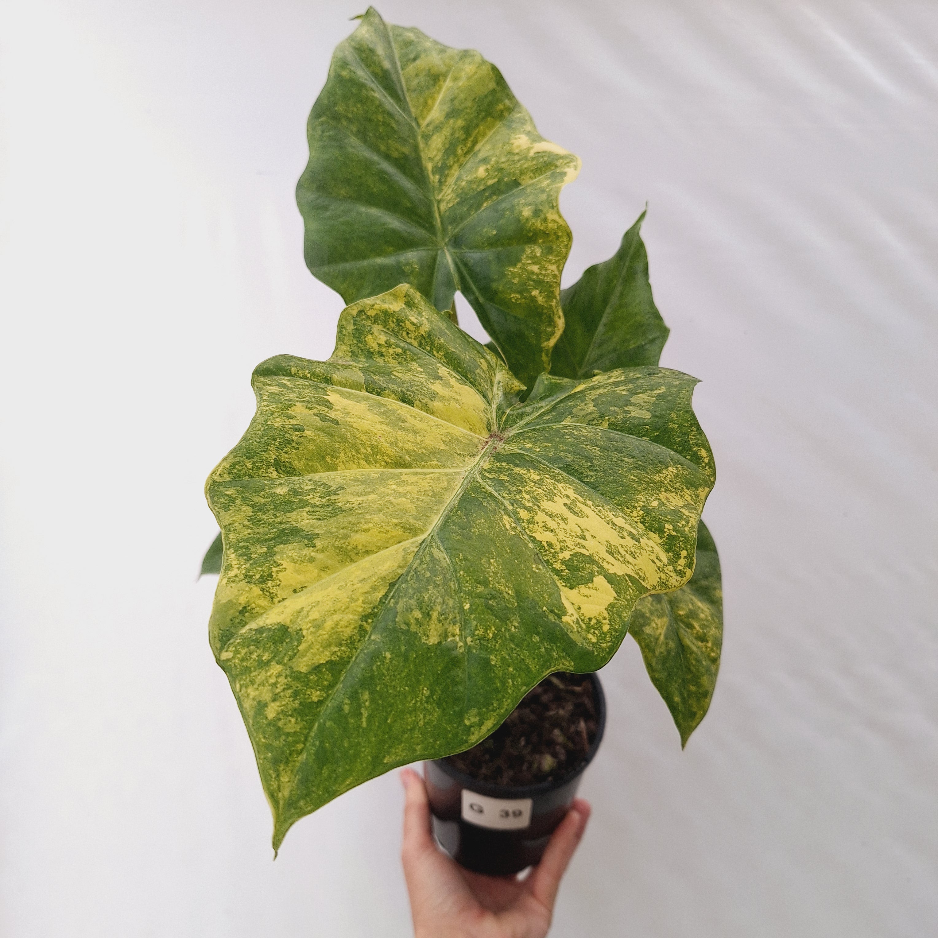 Alocasia Portora Variegata - SALE