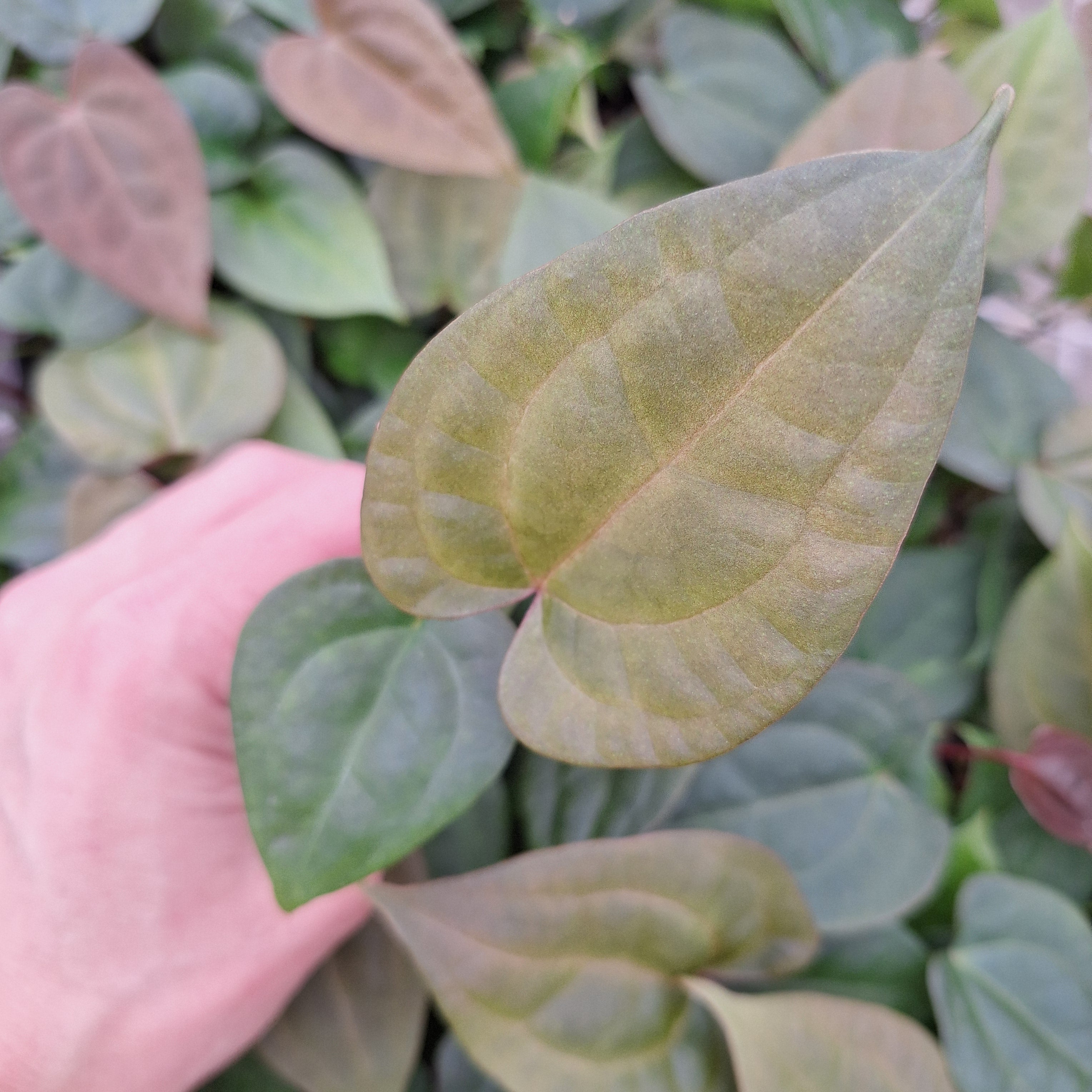 Anthurium Papillilaminum x Ace of Spades - Bare Bottom Baby