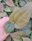Anthurium Papillilaminum x Ace of Spades - Bare Bottom Baby