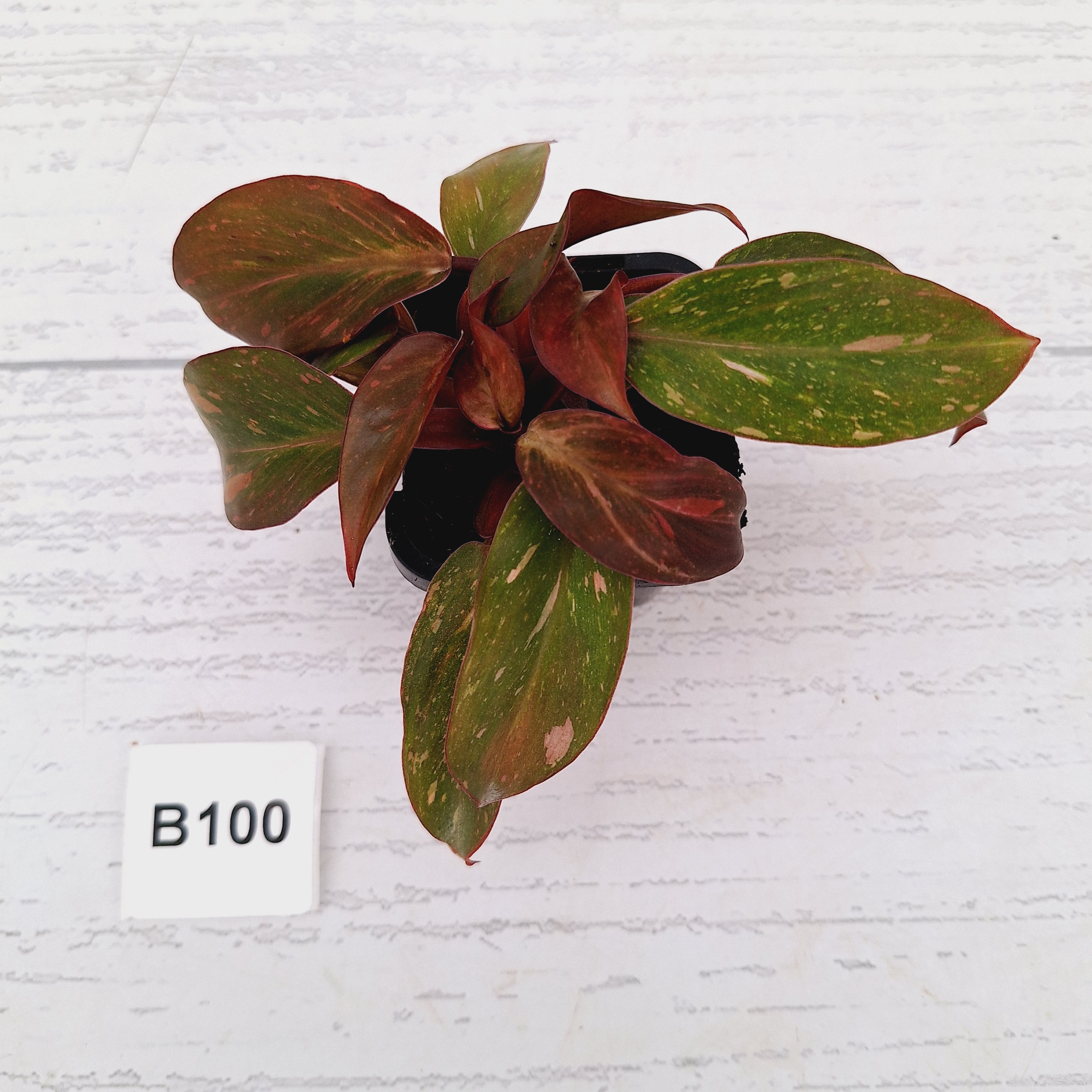 Philodendron 'Orange Princess'