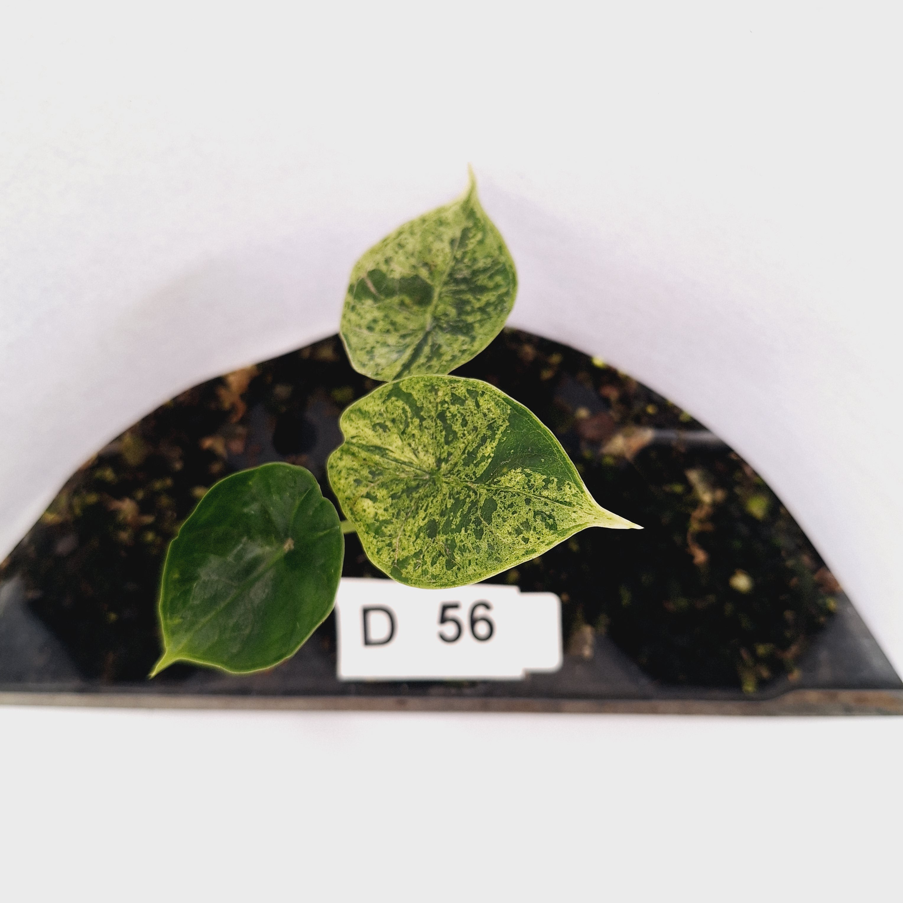 Alocasia baginda ‘Dragon Scale Mint’ - Bare Bottom Baby