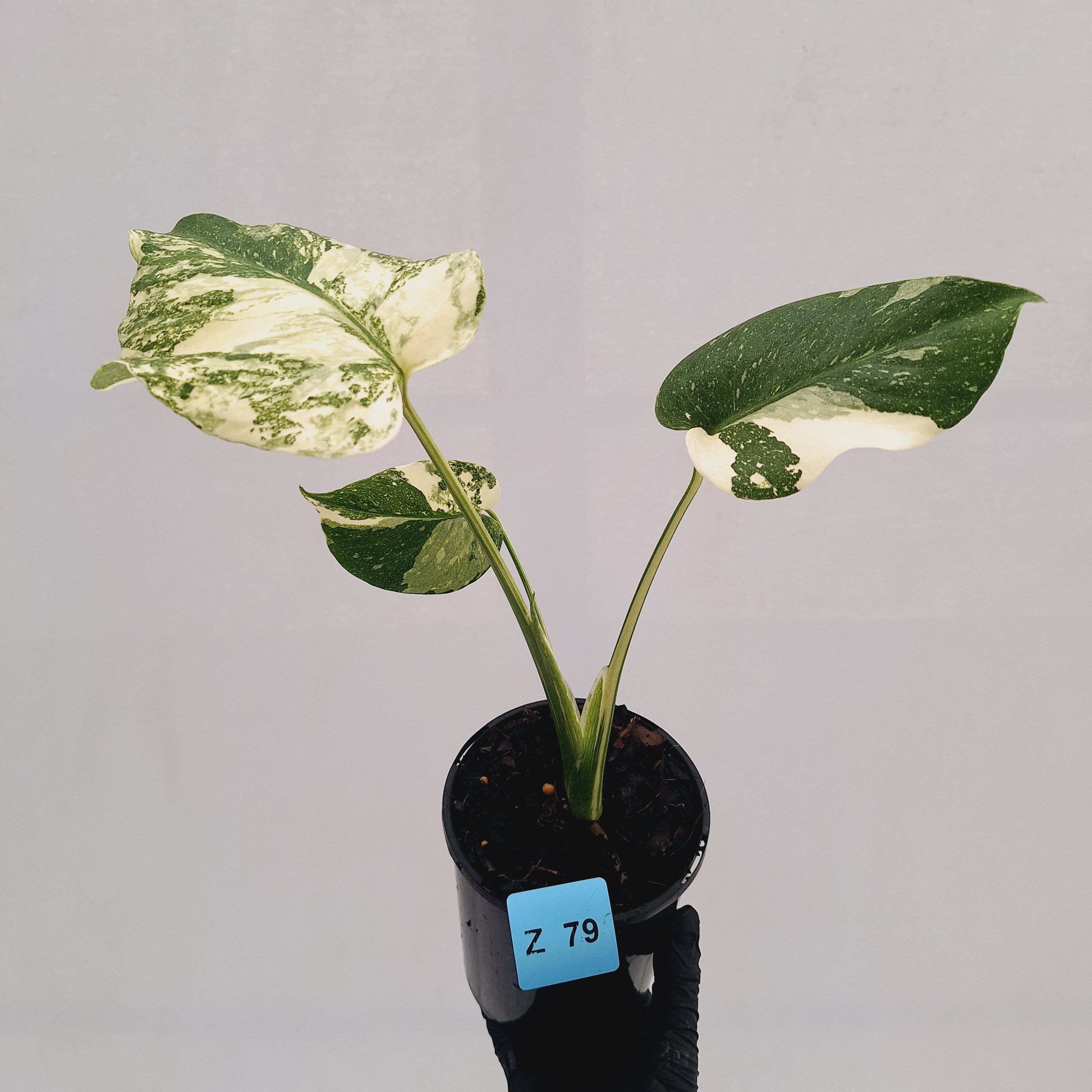 Monstera deliciosa Thai Constellation